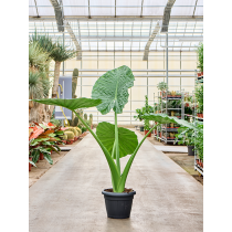 Alocasia macrorrhiza - Palmiers du Monde