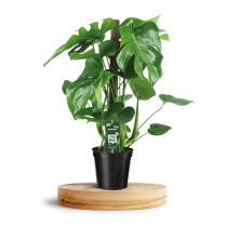 Monstera deliciosa - Palmiers du Monde