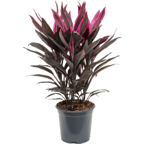 Cordyline fruticosa 'Tango' - Palmiers du Monde