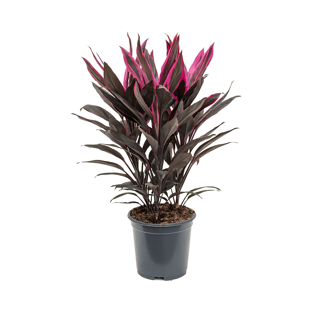 Cordyline fruticosa 'Tango' - Palmiers du Monde