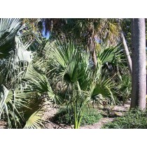Sabal rosei