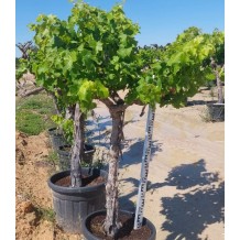 Vitis vinifera - Palmiers du Monde