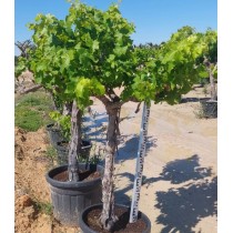 Vitis vinifera - Palmiers du Monde