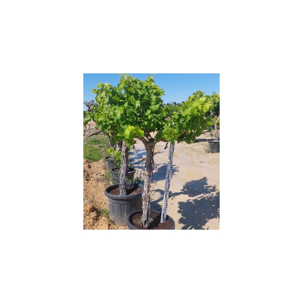 Vitis vinifera - Palmiers du Monde
