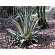 Agave americana Medio-picta - Palmiers du Monde