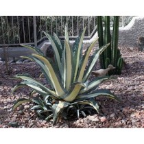 Agave americana Medio-picta - Palmiers du Monde