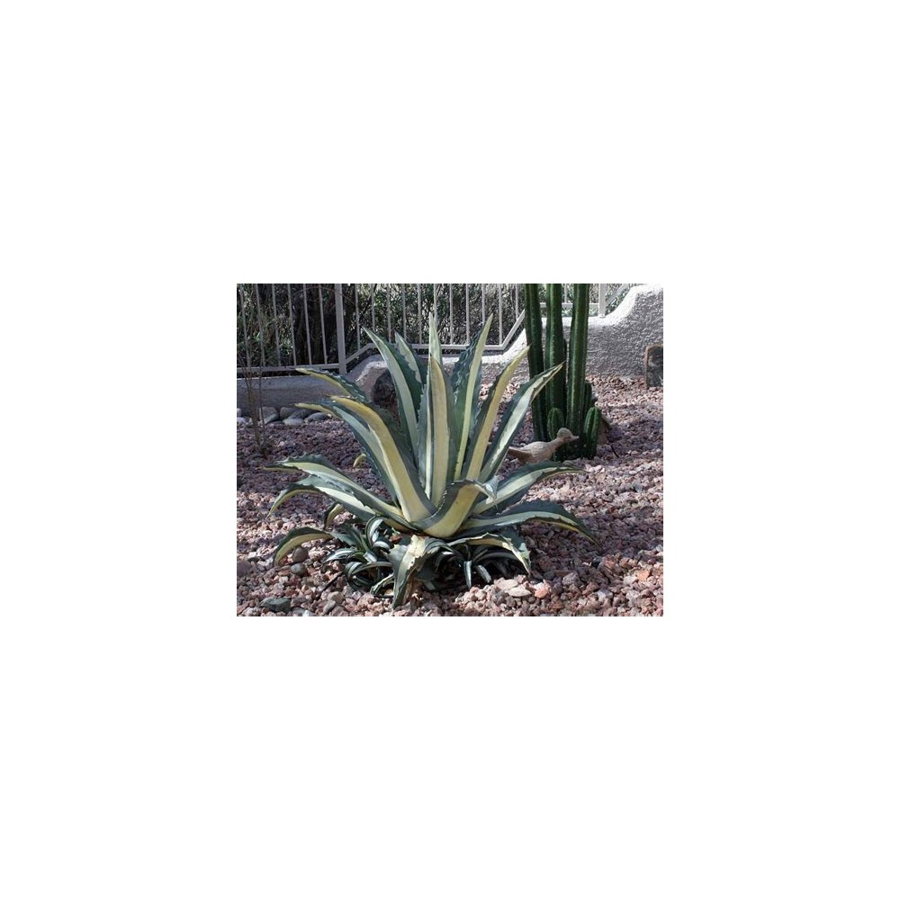 Agave americana Medio-picta - Palmiers du Monde Agave americana Medio-picta - Palmiers du Monde