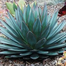 Agave Blue Amber - Palmiers du Monde
