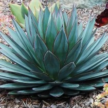 Agave Blue Amber - Palmiers du Monde
