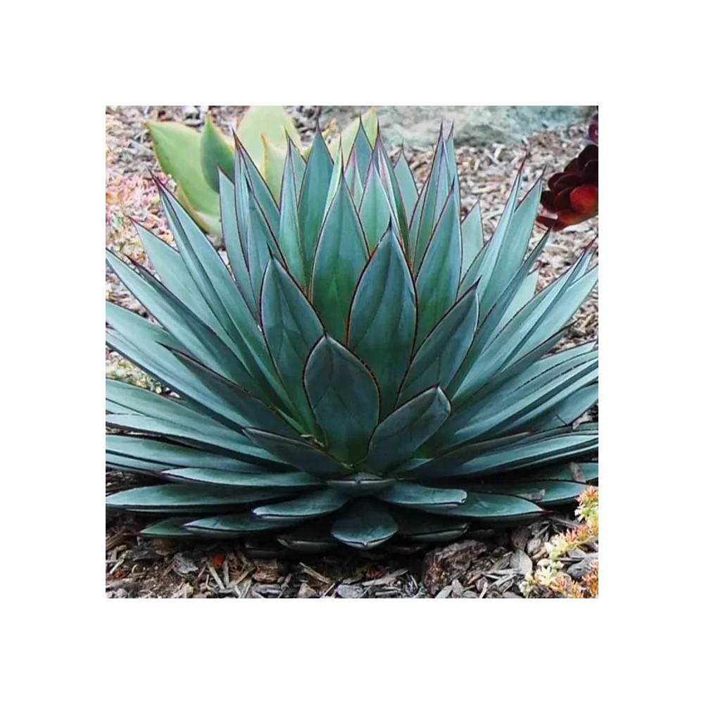 Agave Blue Amber - Palmiers du Monde