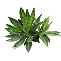 Agave lophantha - Palmiers du Monde