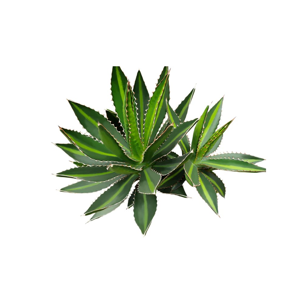 Agave lophantha - Palmiers du Monde