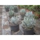 Agave parrasana - Palmiers du Monde