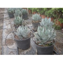 Agave parrasana - Palmiers du Monde