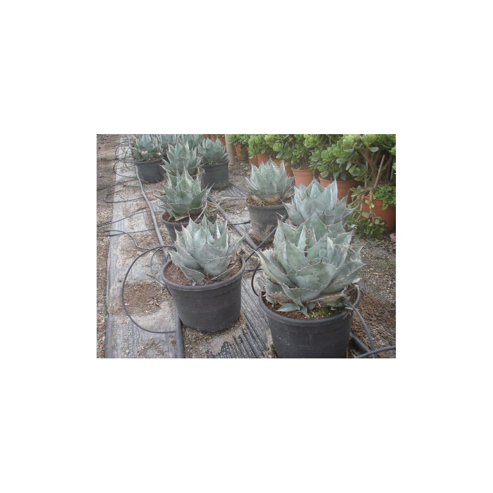 Agave parrasana - Palmiers du Monde