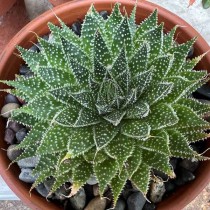 Aloe aristata - Palmiers du Monde