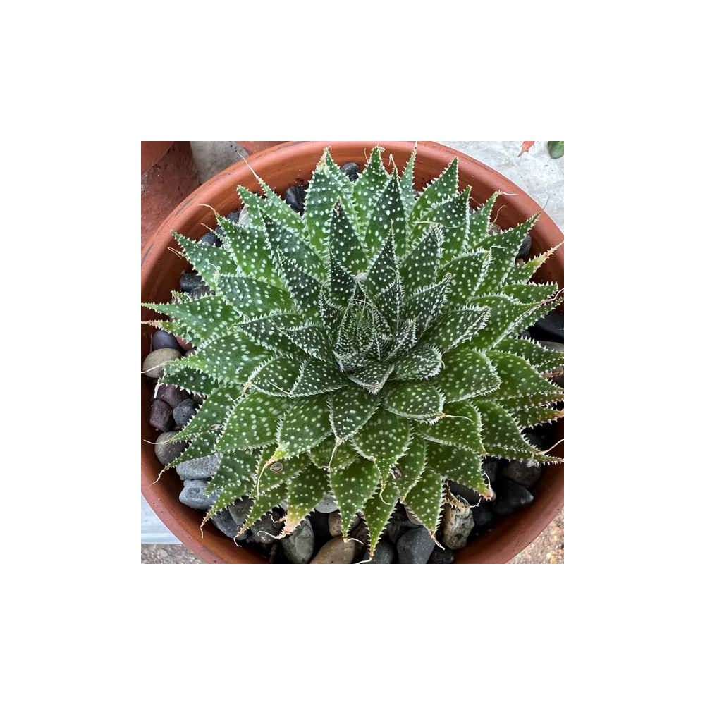 Aloe aristata - Palmiers du Monde