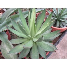 Agave aristocrat