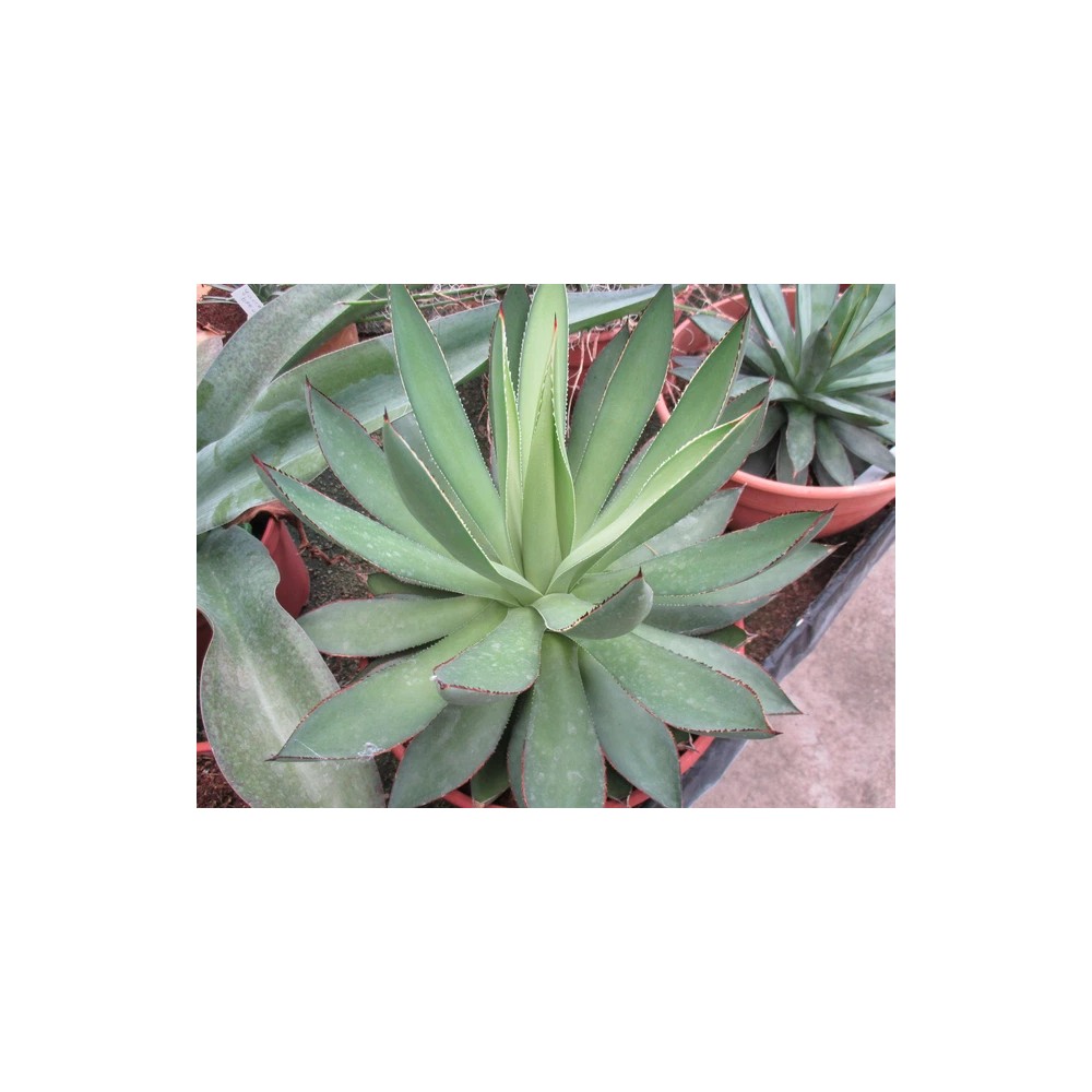 Agave aristocrat