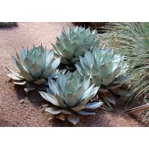 Agave colorata - Palmiers du monde