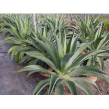 Agave desmettiana - Palmiers du Monde