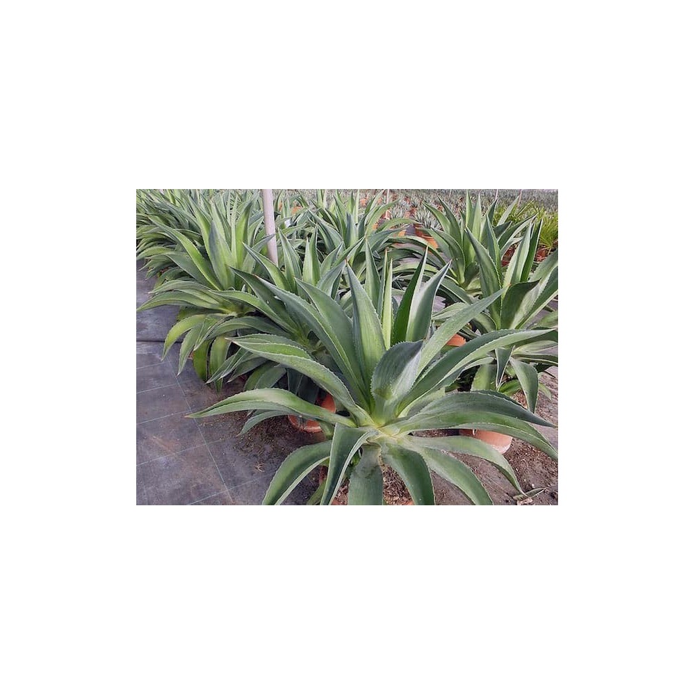 Agave desmettiana - Palmiers du Monde