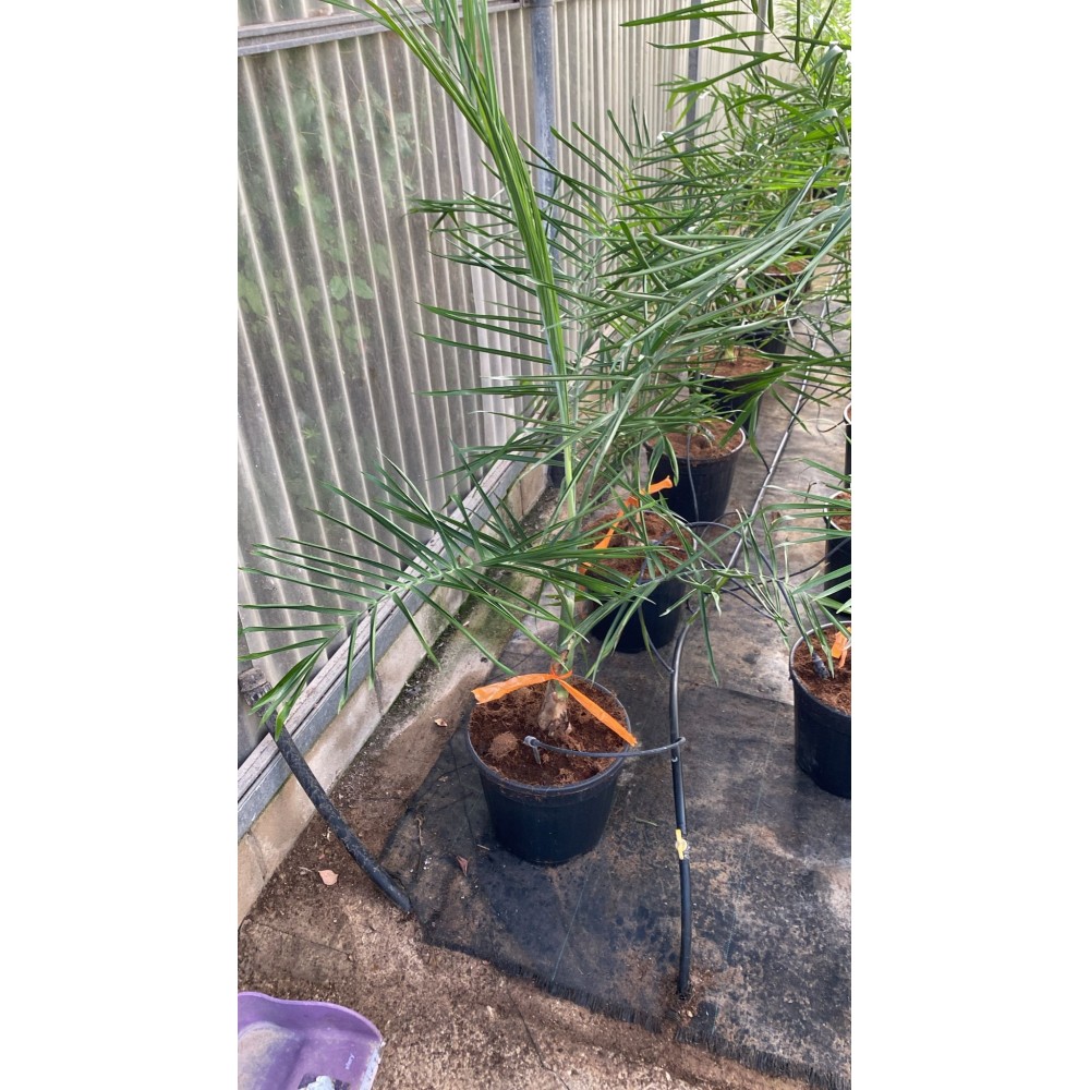 Chamaedorea plumosa