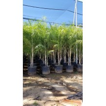 Chamaedorea plumosa - Palmiers du monde