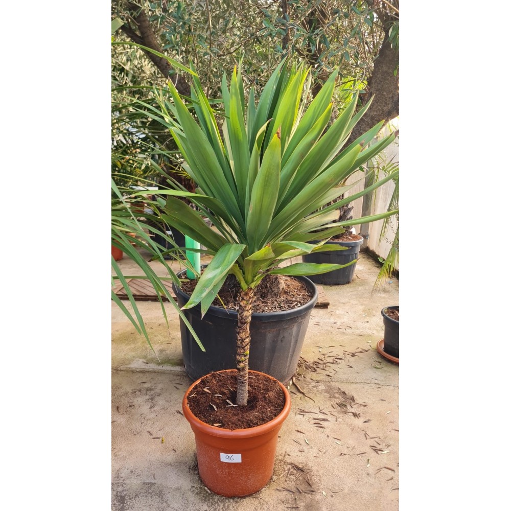 Cordyline Australis emerald star - Palmiers du Monde