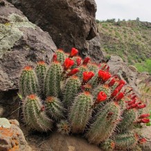 Echinocereus coccineus