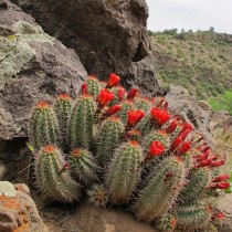 Echinocereus coccineus