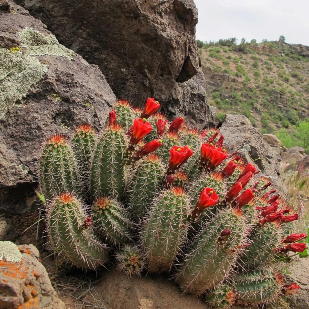 Echinocereus coccineus