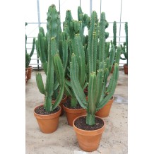 euphorbia ingens
