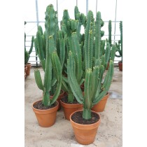 euphorbia ingens