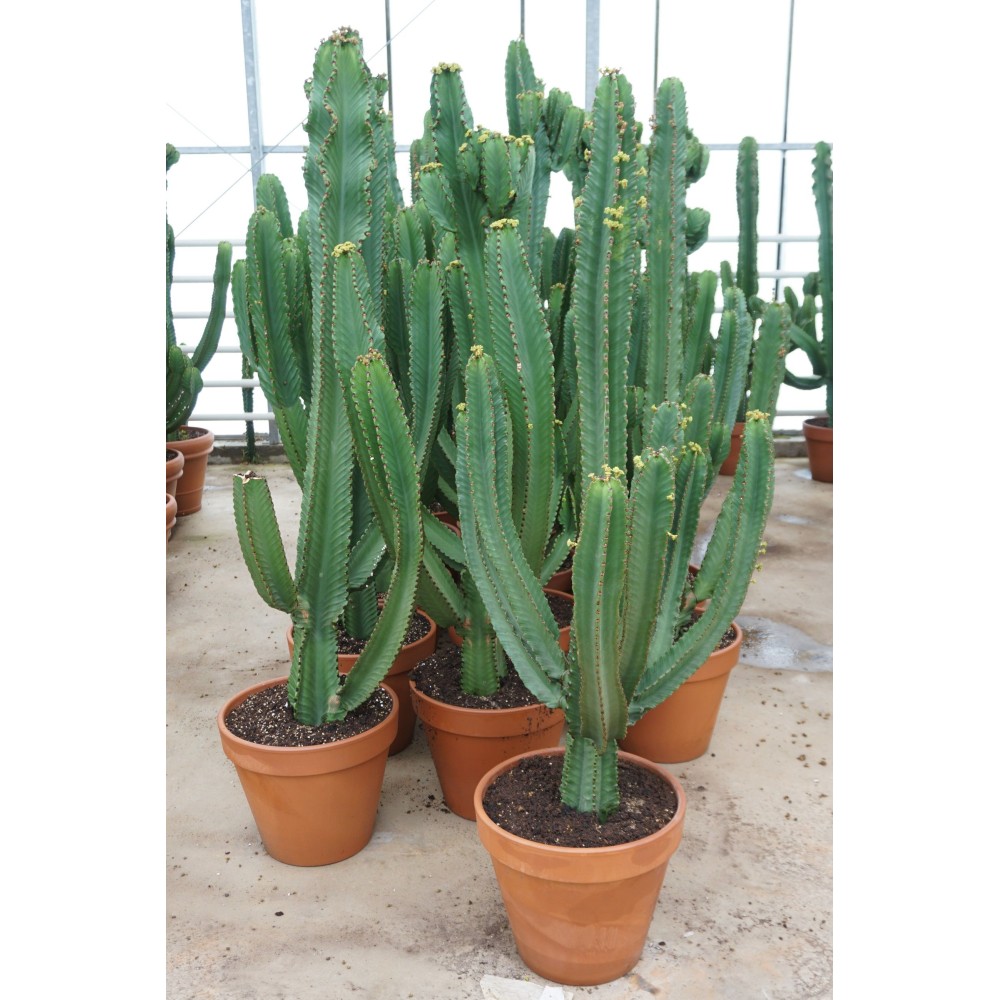 euphorbia ingens