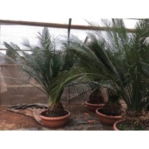 macrozamia miquelii