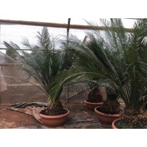 macrozamia miquelii