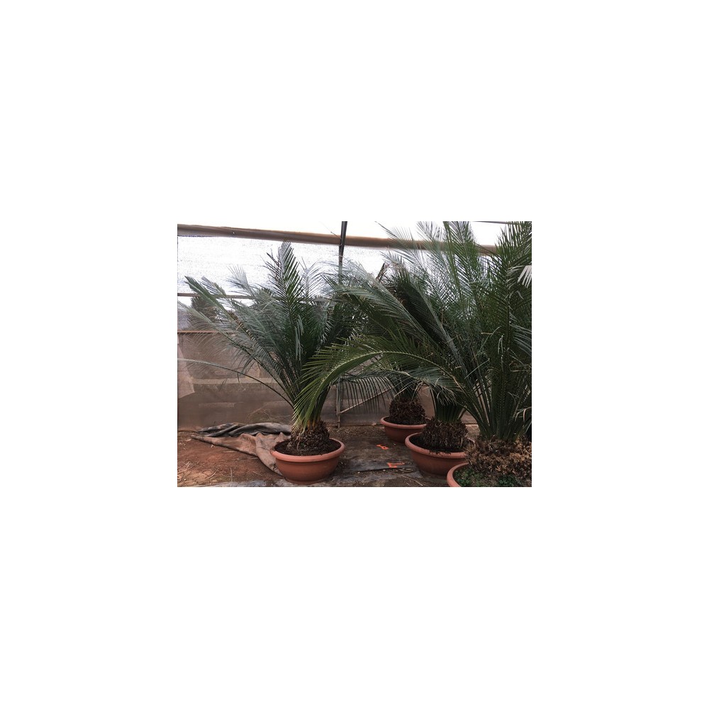 macrozamia miquelii
