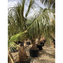 Parajubaea Torallyi var microcarpa