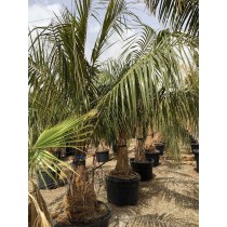 Parajubaea Torallyi var microcarpa