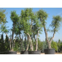 Quercus suber - Palmiers du Monde