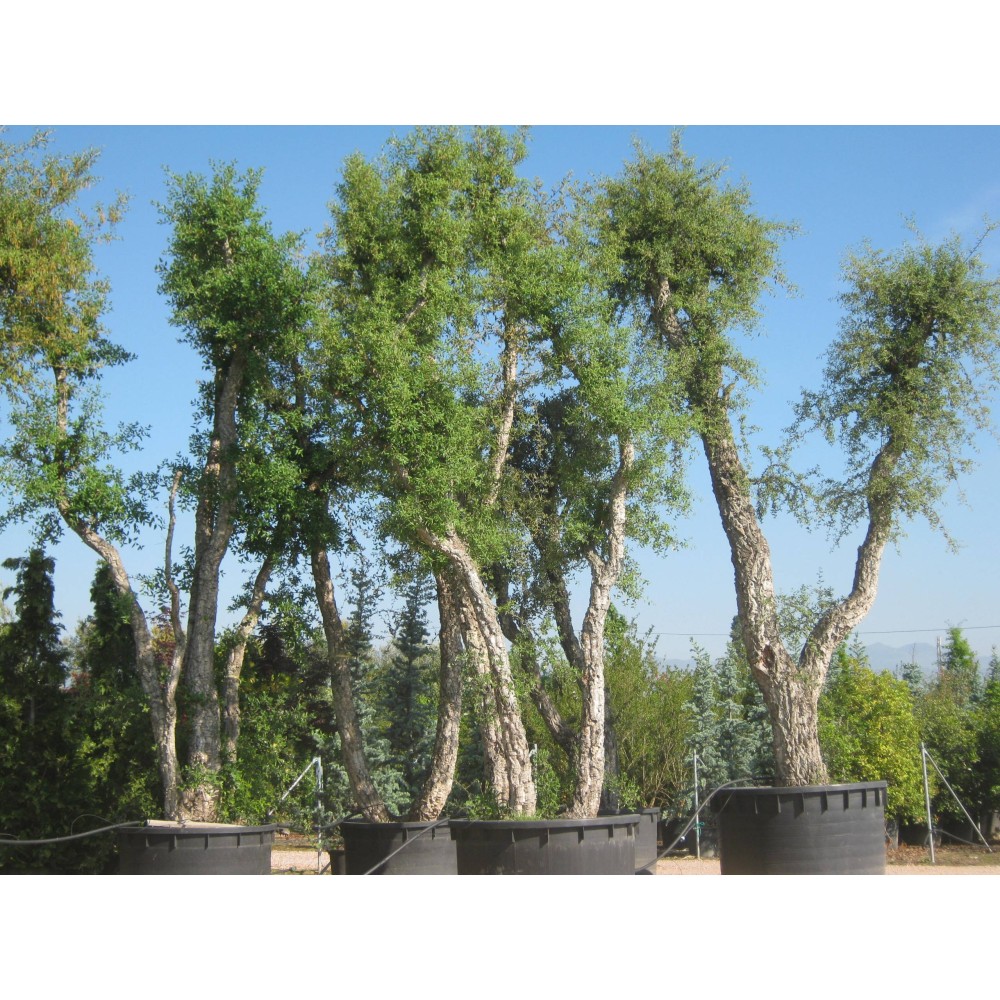 Quercus suber - Palmiers du Monde