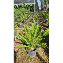 Encephalartos