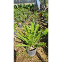 Encephalartos