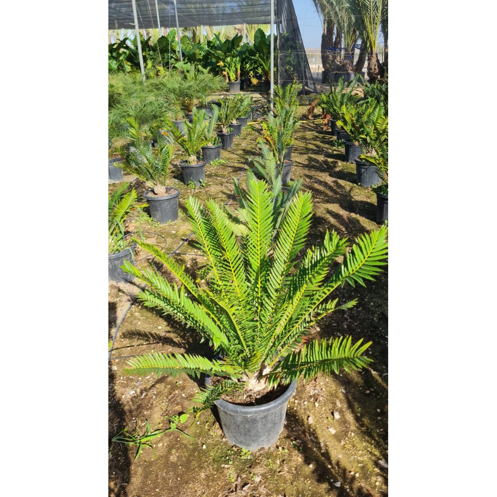 Encephalartos