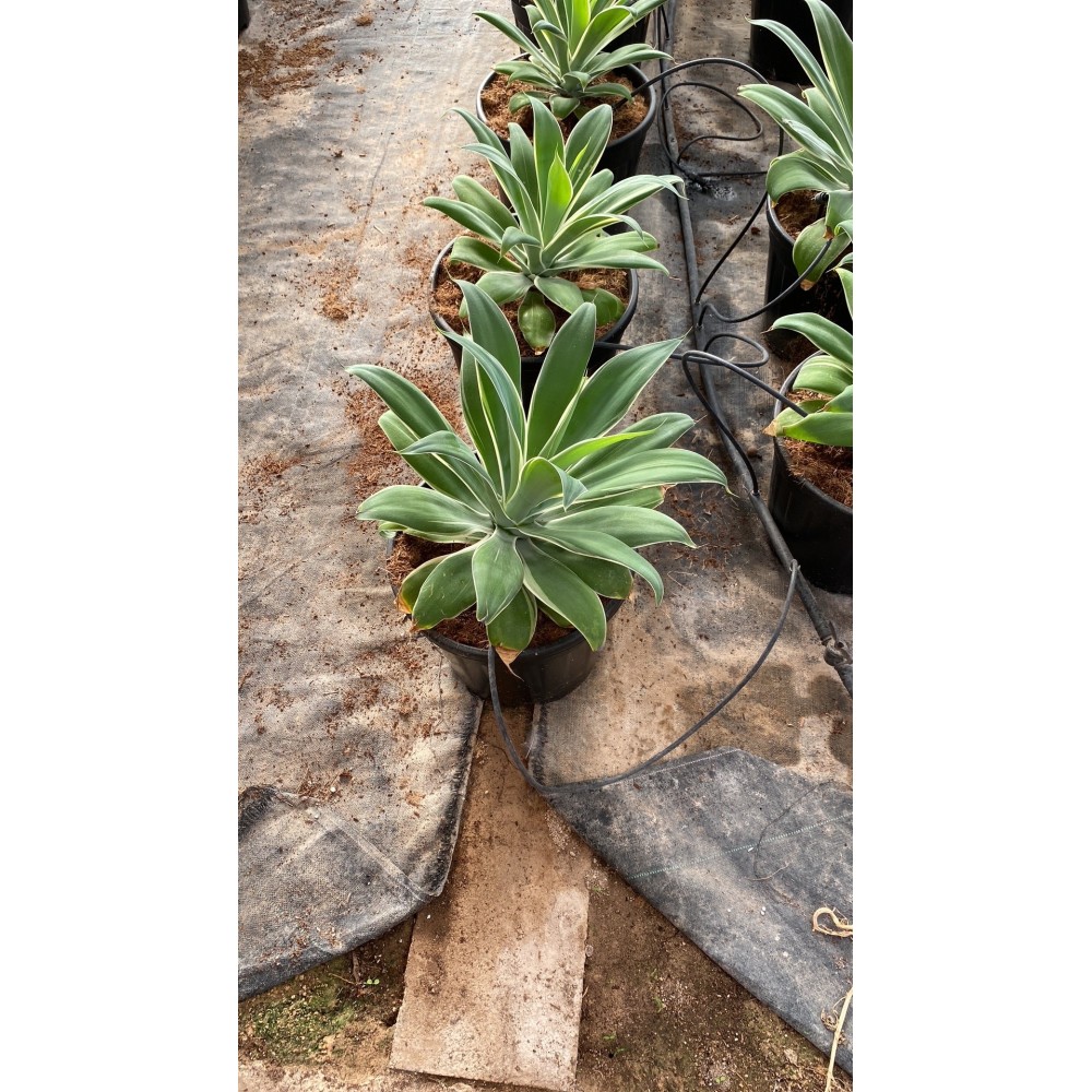 Agave attenuata variegata - Palmiers du Monde