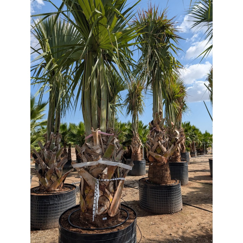 Sabal domingensis - Palmiers du Monde