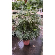 Rhapis multifida - Palmiers du Monde