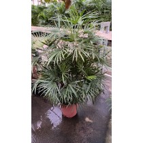 Rhapis multifida - Palmiers du Monde