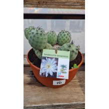 Tephrocactus geometricus